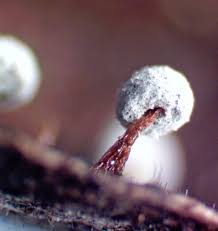 Attēlu rezultāti vaicājumam “Didymium xanthopus stalked”