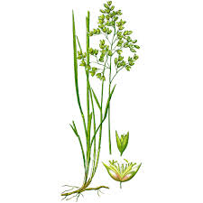 Attēlu rezultāti vaicājumam “Hierochloe odorata”