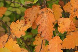 Attēlu rezultāti vaicājumam “Sorbus intermedia leaf”