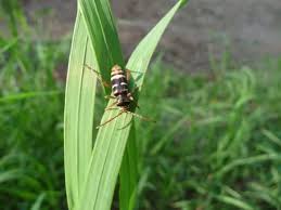 Attēlu rezultāti vaicājumam “Plagionotus detritus imago”