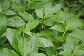 Attēlu rezultāti vaicājumam “Scopolia carniolica leaf”