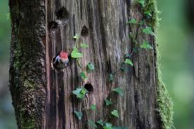 Attēlu rezultāti vaicājumam “Dendrocopos medius nest”