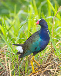 Attēlu rezultāti vaicājumam “Cribraria martinii”