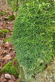 Attēlu rezultāti vaicājumam “Porella platyphylla macro”