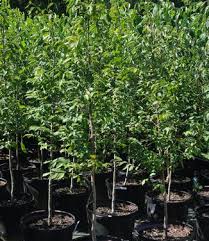 Attēlu rezultāti vaicājumam “Carpinus caroliniana”