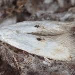 Attēlu rezultāti vaicājumam “Elachista maculicerusella”