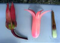 Attēlu rezultāti vaicājumam “Clastodermataceae”