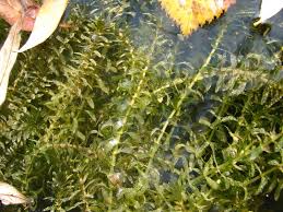 Attēlu rezultāti vaicājumam “Elodea canadensis”