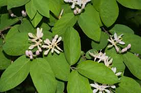 Attēlu rezultāti vaicājumam “Lonicera tatarica flower”