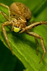 Attēlu rezultāti vaicājumam “Xysticus bifasciatus female”