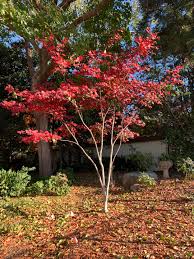 Attēlu rezultāti vaicājumam “Acer pseudosieboldianum”