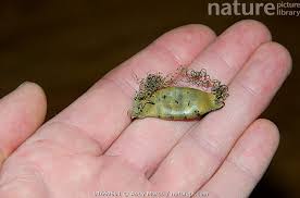 Image result for Haploblepharus edwardsii