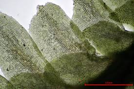 Attēlu rezultāti vaicājumam “Diplophyllum albicans”