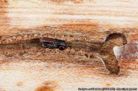 Attēlu rezultāti vaicājumam “Scolytus scolytus, Scolytus multistriatus”