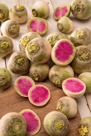 Image result for Rettich