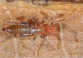 Attēlu rezultāti vaicājumam “Arachnida”