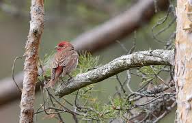 Attēlu rezultāti vaicājumam “Carpodacus erythrinus adult”