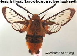 Attēlu rezultāti vaicājumam “Hemaris tityus”