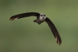 Image result for Chaetura pelagica