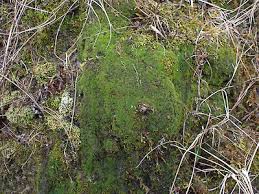 Attēlu rezultāti vaicājumam “Gymnostomum calcareum”