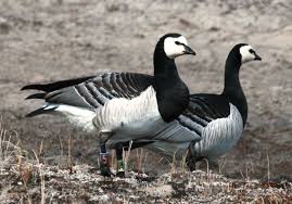 Attēlu rezultāti vaicājumam “Branta leucopsis adult”