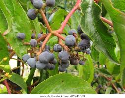 Attēlu rezultāti vaicājumam “Parthenocissus quinquefolia fruit”
