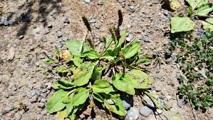 Attēlu rezultāti vaicājumam “Plantago major subsp. intermedia leaf”