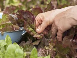 Image result for Pflücksalat