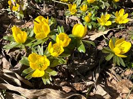 Attēlu rezultāti vaicājumam “Eranthis hyemalis”