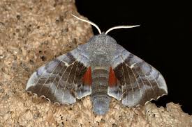 Attēlu rezultāti vaicājumam “Laothoe populi”