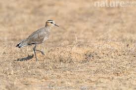 Image result for Vanellus gregarius