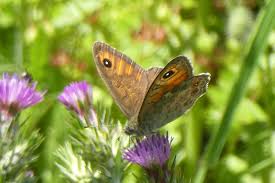 Attēlu rezultāti vaicājumam “Lasiommata maera upperside”