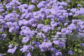 Image result for Leberbalsam