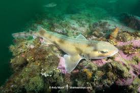 Image result for Cephaloscyllium laticeps