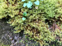 Attēlu rezultāti vaicājumam “Campylium protensum”