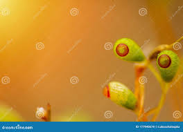 Attēlu rezultāti vaicājumam “Pohlia nutans sporophyte”