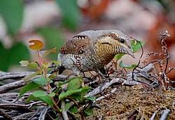 Attēlu rezultāti vaicājumam “Jynx torquilla adult”