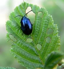 Attēlu rezultāti vaicājumam “Agelastica alni”