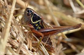 Attēlu rezultāti vaicājumam “Metrioptera roeselii”