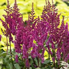 Attēlu rezultāti vaicājumam “Astilbe chinensis bud”