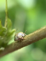 Attēlu rezultāti vaicājumam “Cribraria rufa macro”