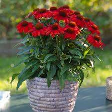 Image result for Echinacea Lustre hybrids