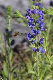 Attēlu rezultāti vaicājumam “Echium vulgare flower”