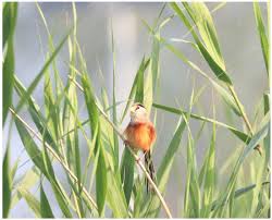 Attēlu rezultāti vaicājumam “Passeriformes”