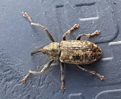 Attēlu rezultāti vaicājumam “Rhynchaenus lonicerae”