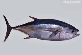 Image result for Thunnus atlanticus