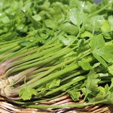 Image result for Sellerie