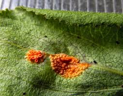 Attēlu rezultāti vaicājumam “Puccinia coronata”