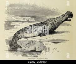 Image result for Cystophora cristata