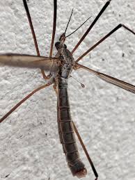 Attēlu rezultāti vaicājumam “Tipulidae”